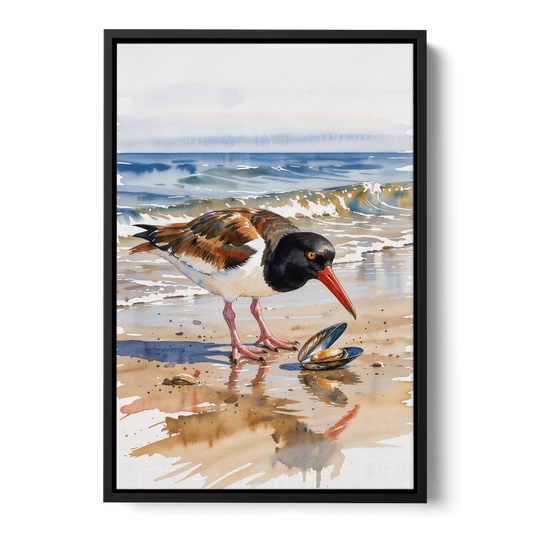Coastal Bird Oystercatcher and the Open Mussel - Black Framed Canvas Wall Art - Front