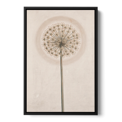 Dried Allium Seedhead on a Tall Stem - Black Framed Canvas Wall Art - Front