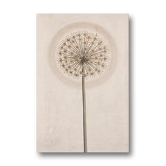 Dried Allium Seedhead on a Tall Stem - Canvas Wall Art - Front