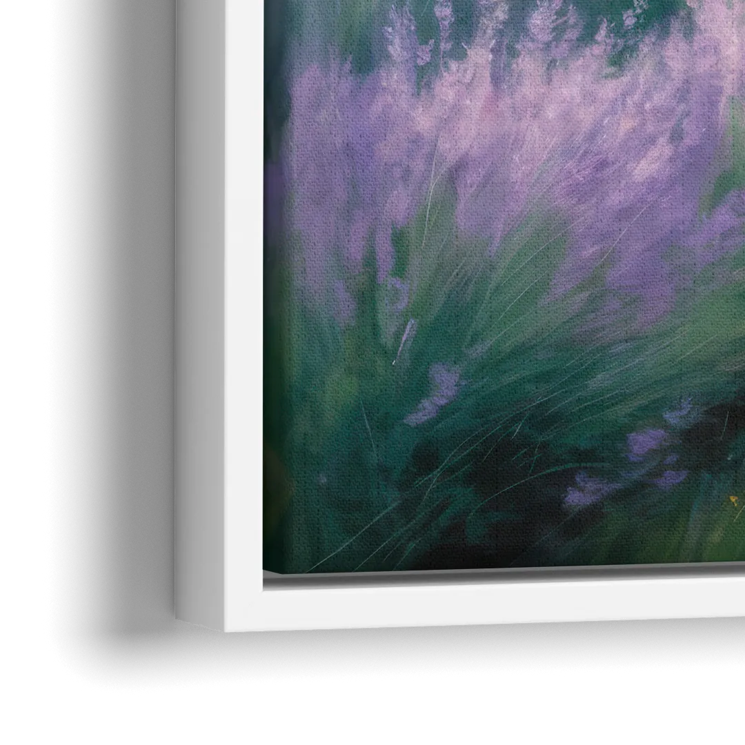 Highland Cow in Lavender Field - Close-Up White Frame Canvas