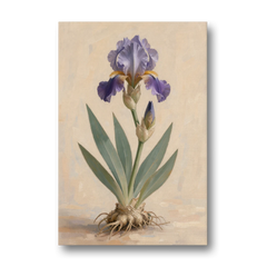 Large Botanical Wall Art of a Bearded Iris - Canvas Wall Art - Front