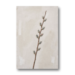 Pussy Willow Branch with Silver Catkins - Canvas Wall Art - Front