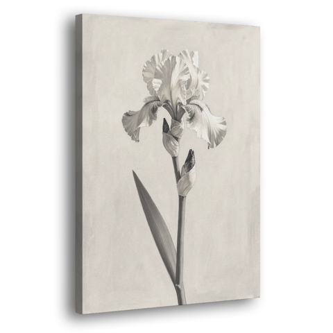 Single Flower Wall Art of a Bearded Iris - Canvas Wall Art - Side